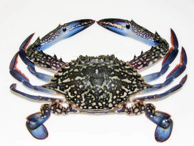 Blue Crab (Nandu)