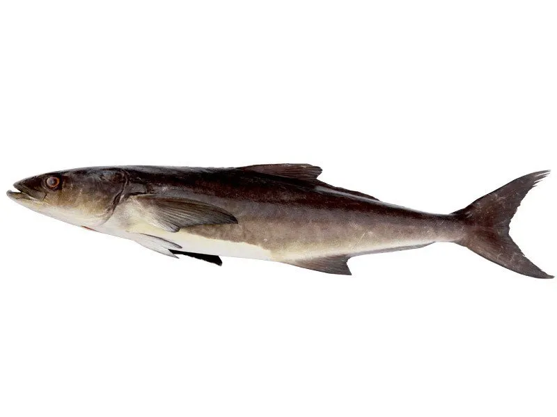 Butter Fish (Cobia)