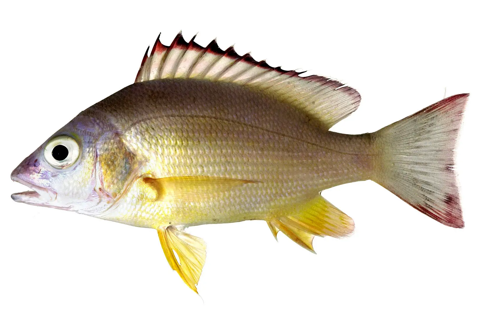 Black Tail Snapper