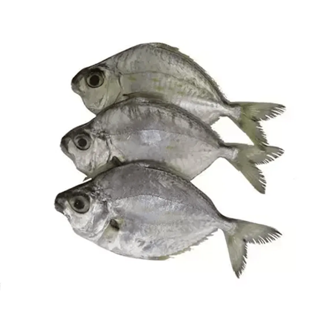 Silver Belly / Karai Podi ( Cleaned )