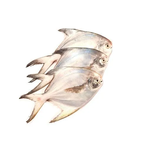 White Pomfret / Vellai Vaval Big
