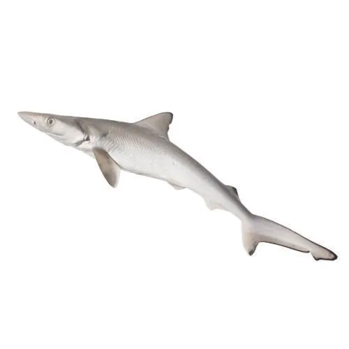 Shark Full