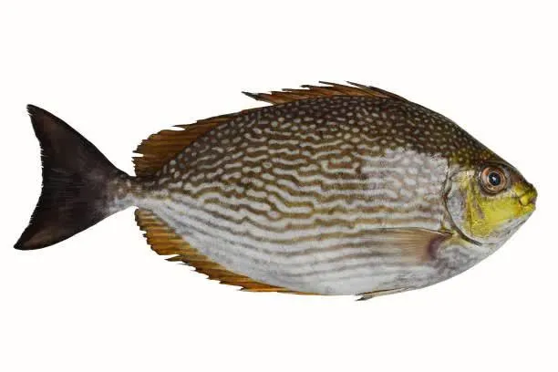 Orra Fish