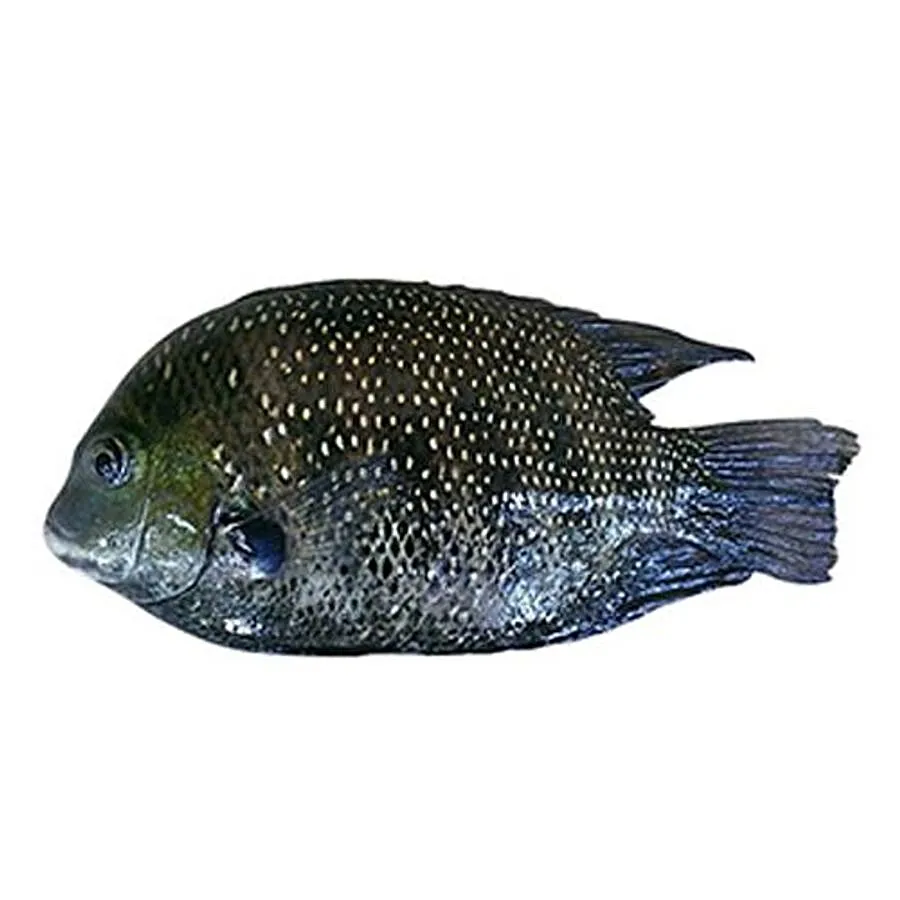 Pearl Spot / Karimeen