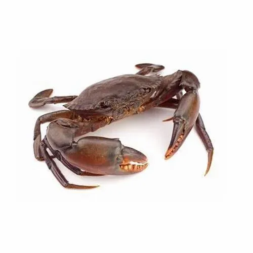 Mud Crab Live / Samba Nandu / Kali nandu