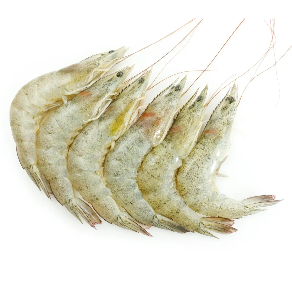 Jumbo White Prawns