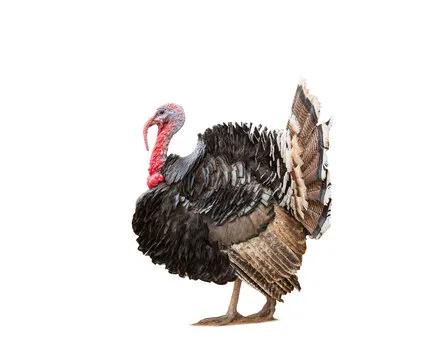 టర్కీ మాంసం