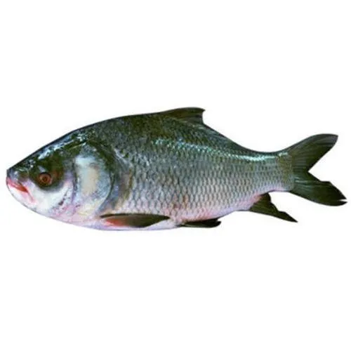 Catla – Live Fish