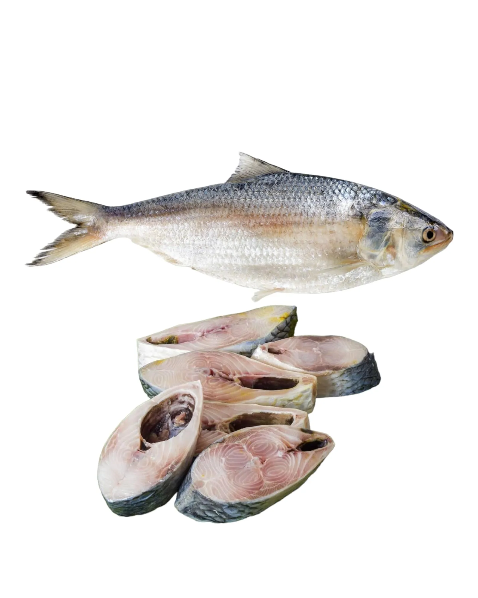 Hilsa Fish
