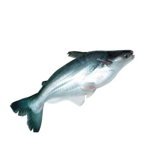 Apollo Fish