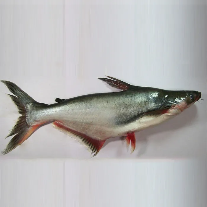 Basa Fish