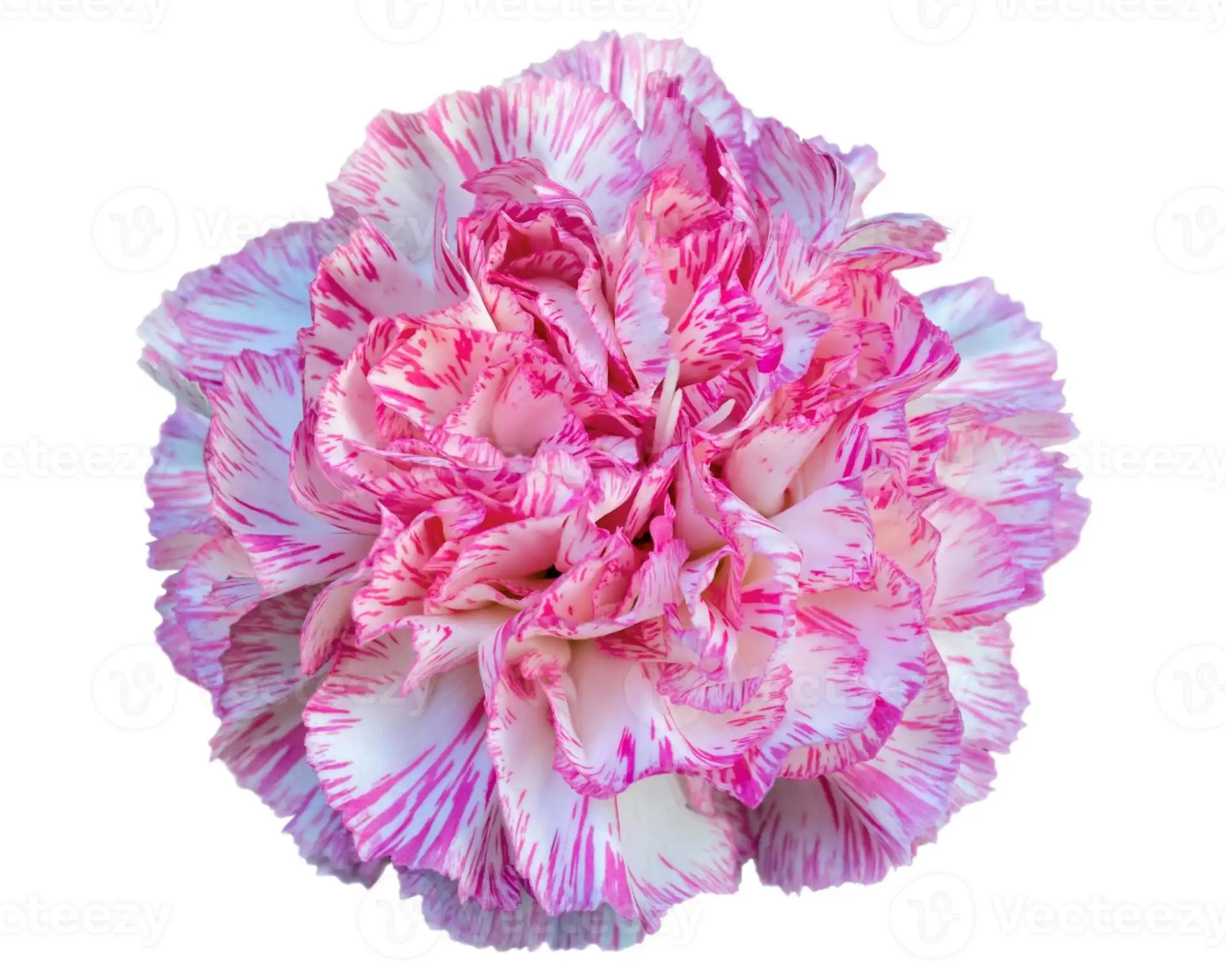 Carnations