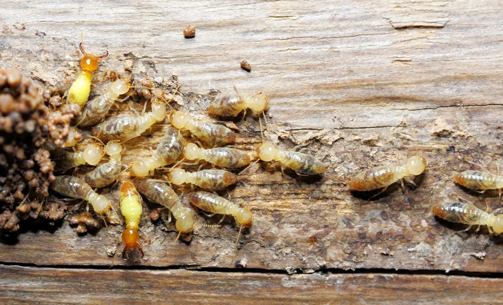 Termite Control