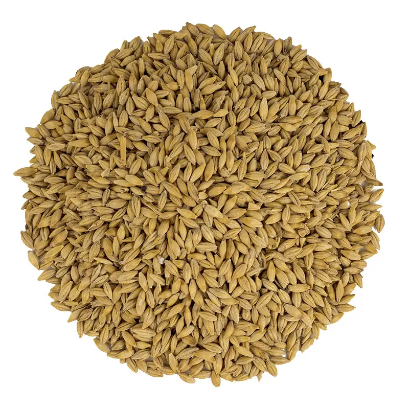 Barley