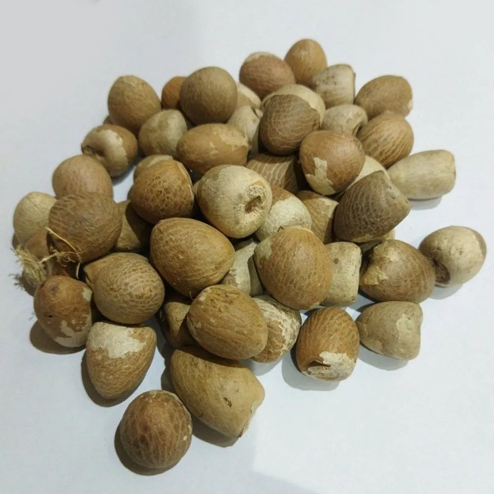 KB Chalya (Betel Nuts)