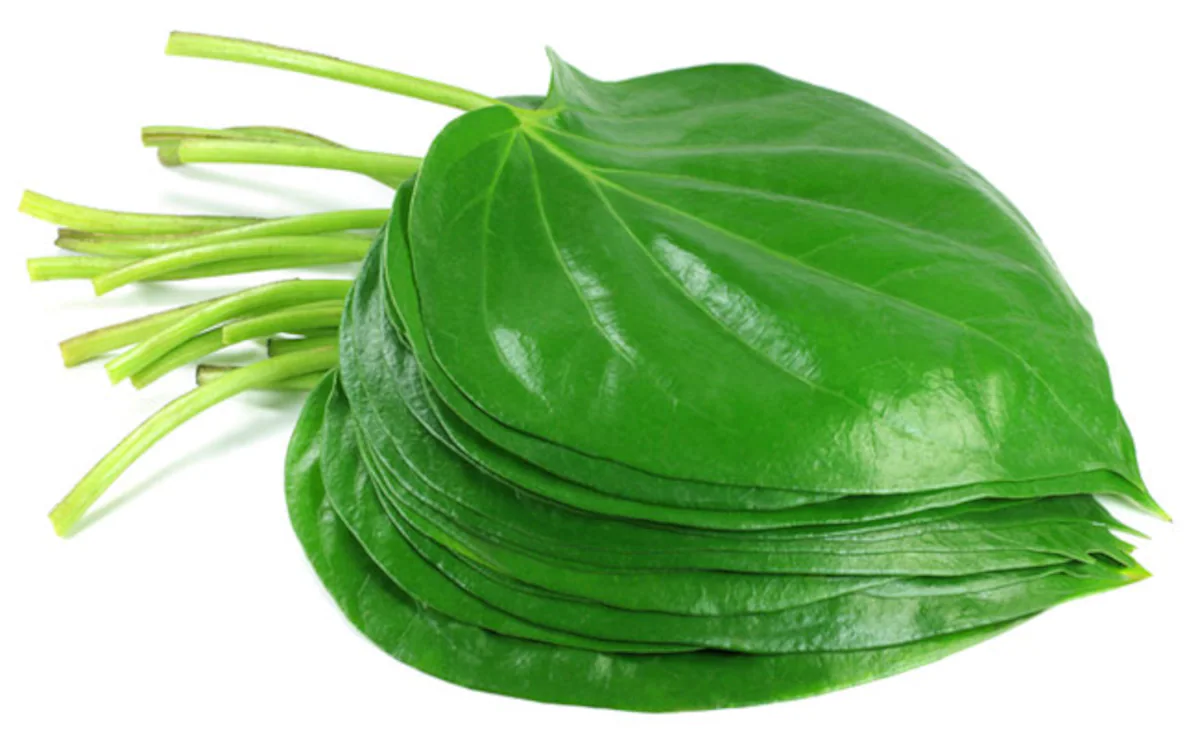 Betel Leaf Benefits