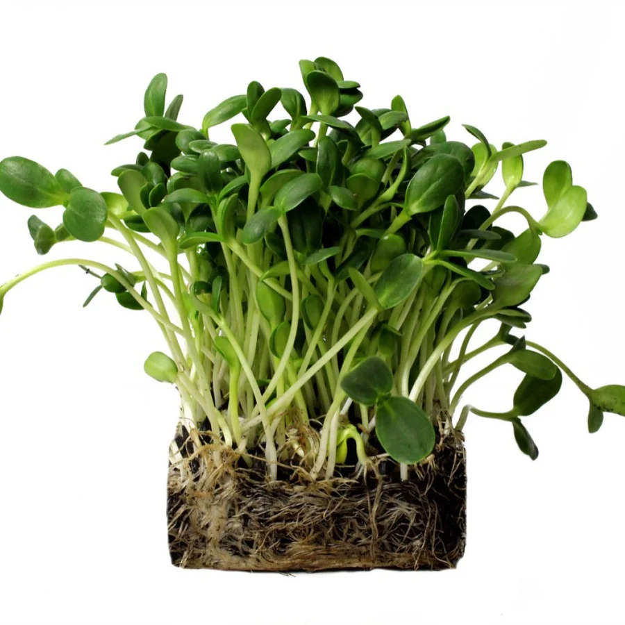 Sunflower Microgreens