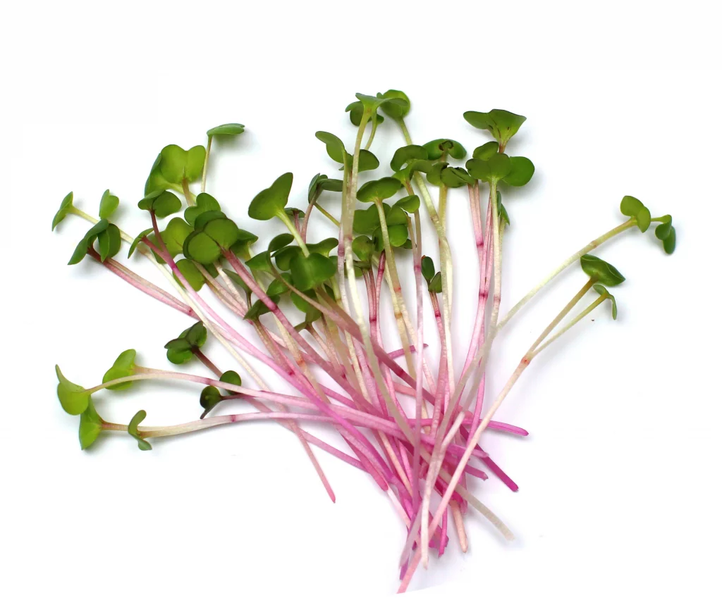 Radish Microgreens (Red/White varieties)