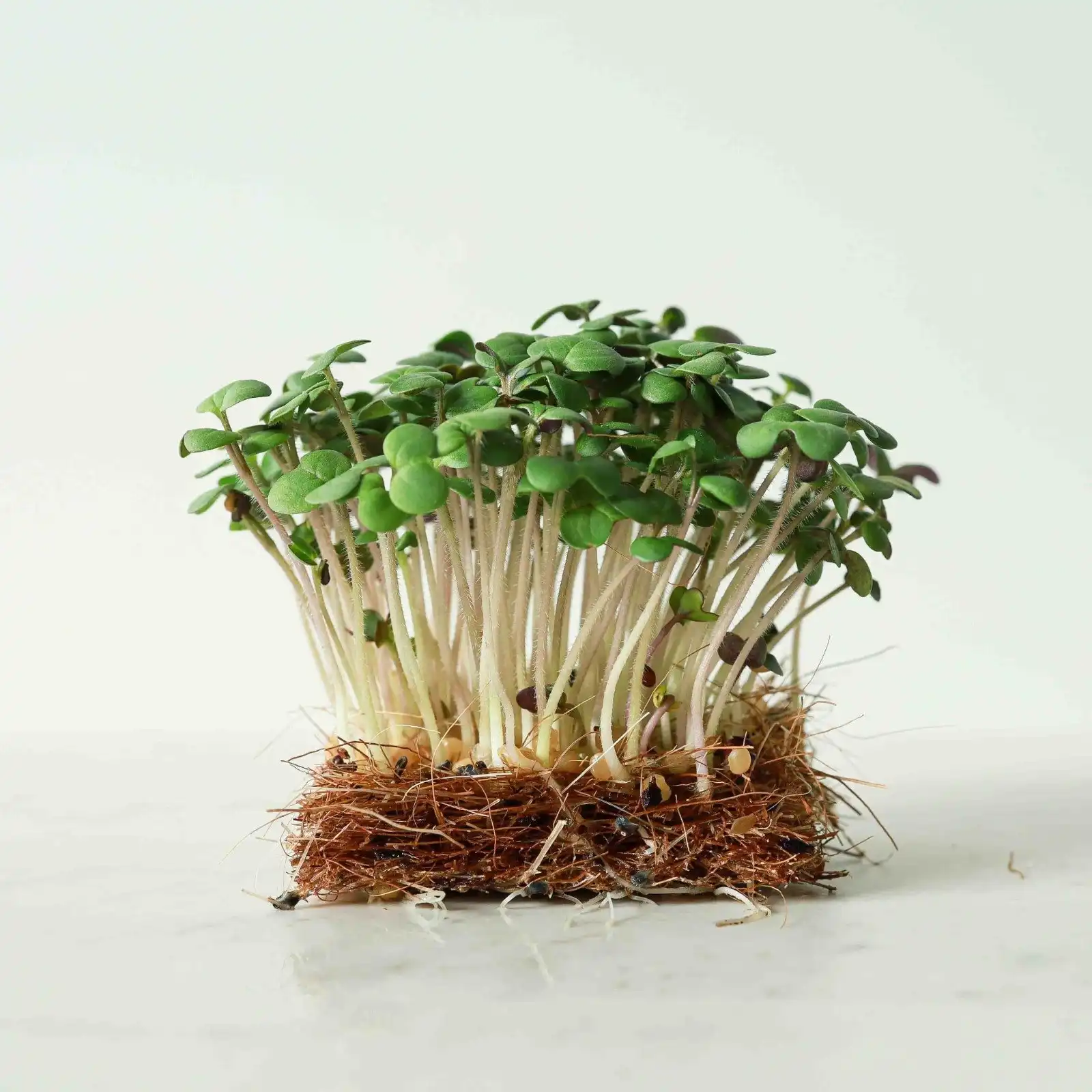 Mustard Microgreens