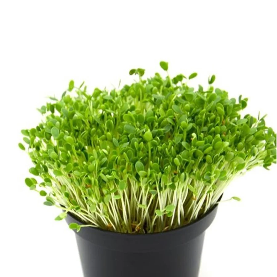 Fenugreek (Methi) Microgreens
