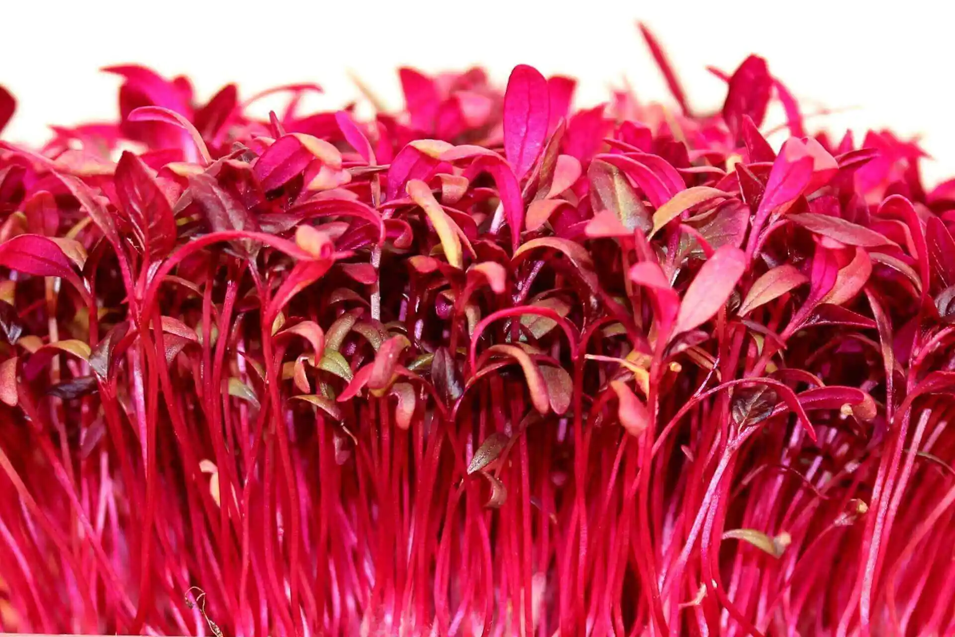 Amaranthus (Thotakura) Microgreens