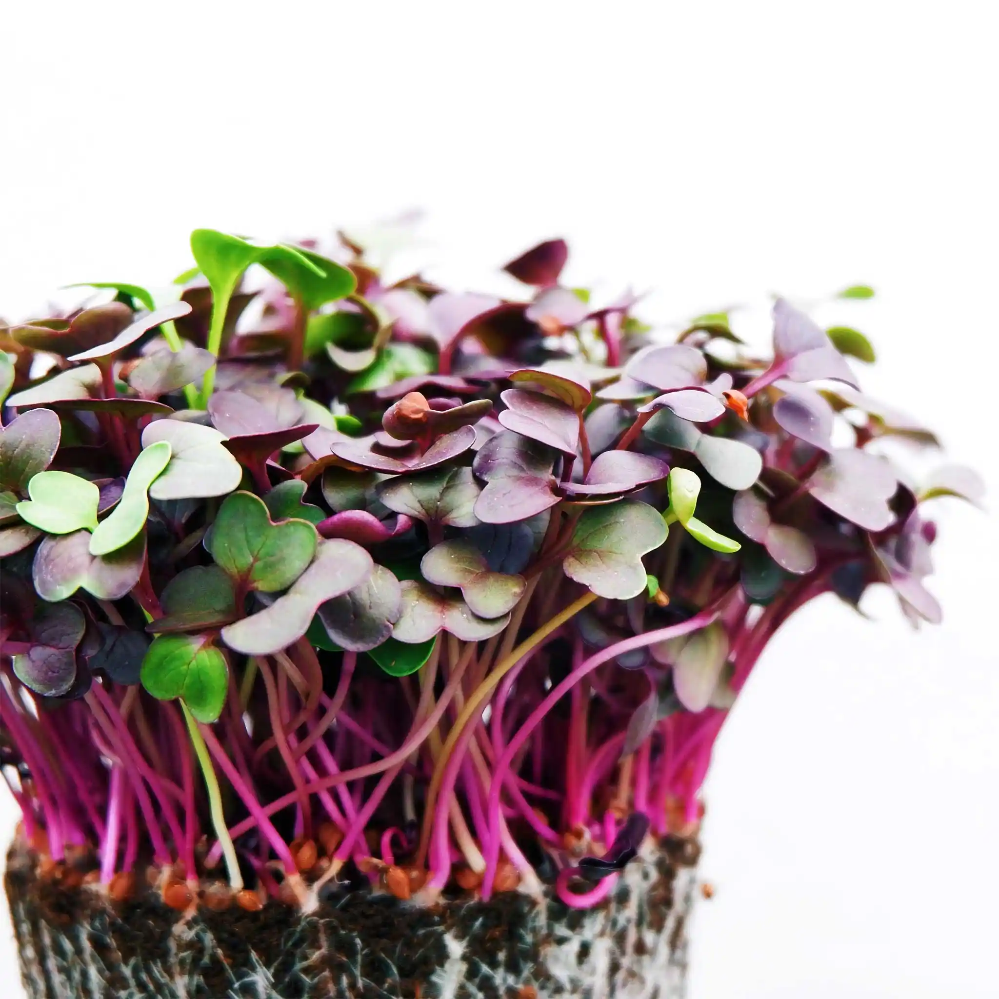 Cabbage Microgreens (Red/Green)