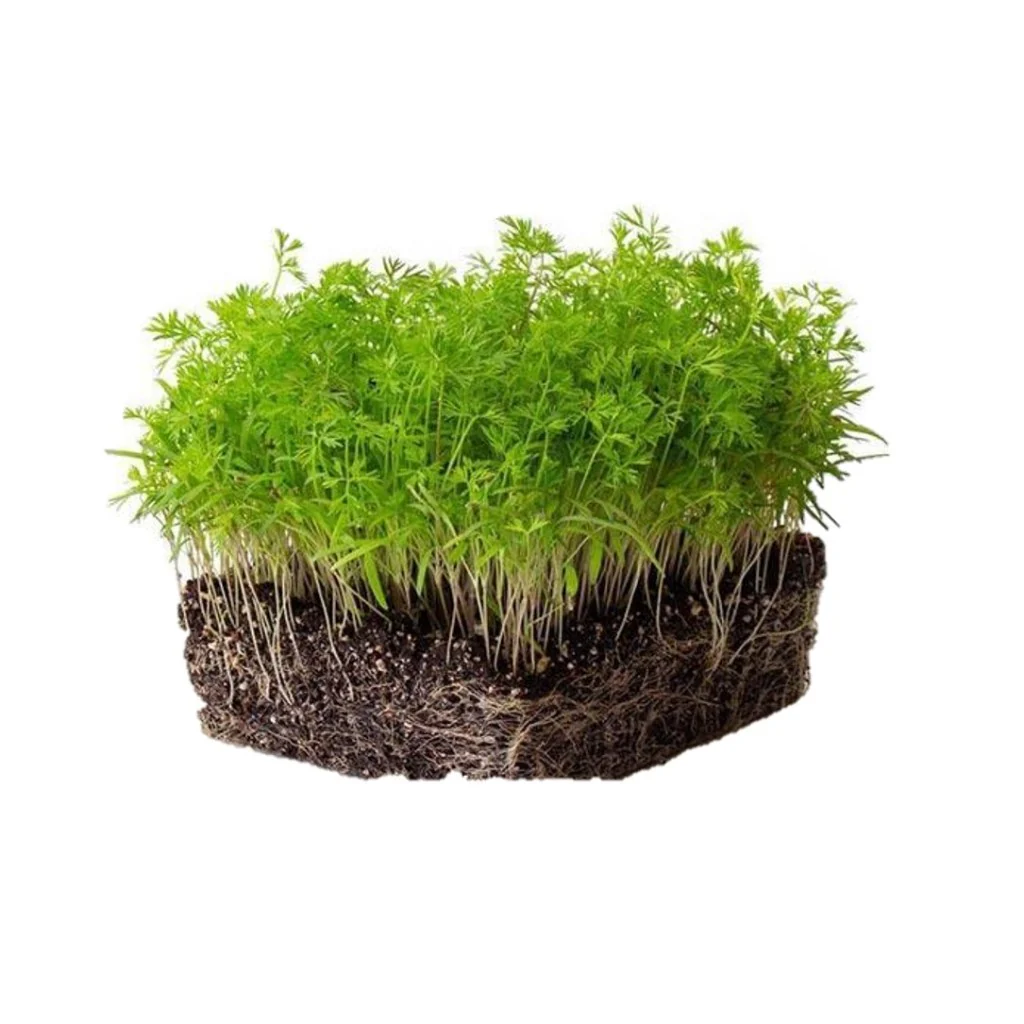 Carrot Microgreens