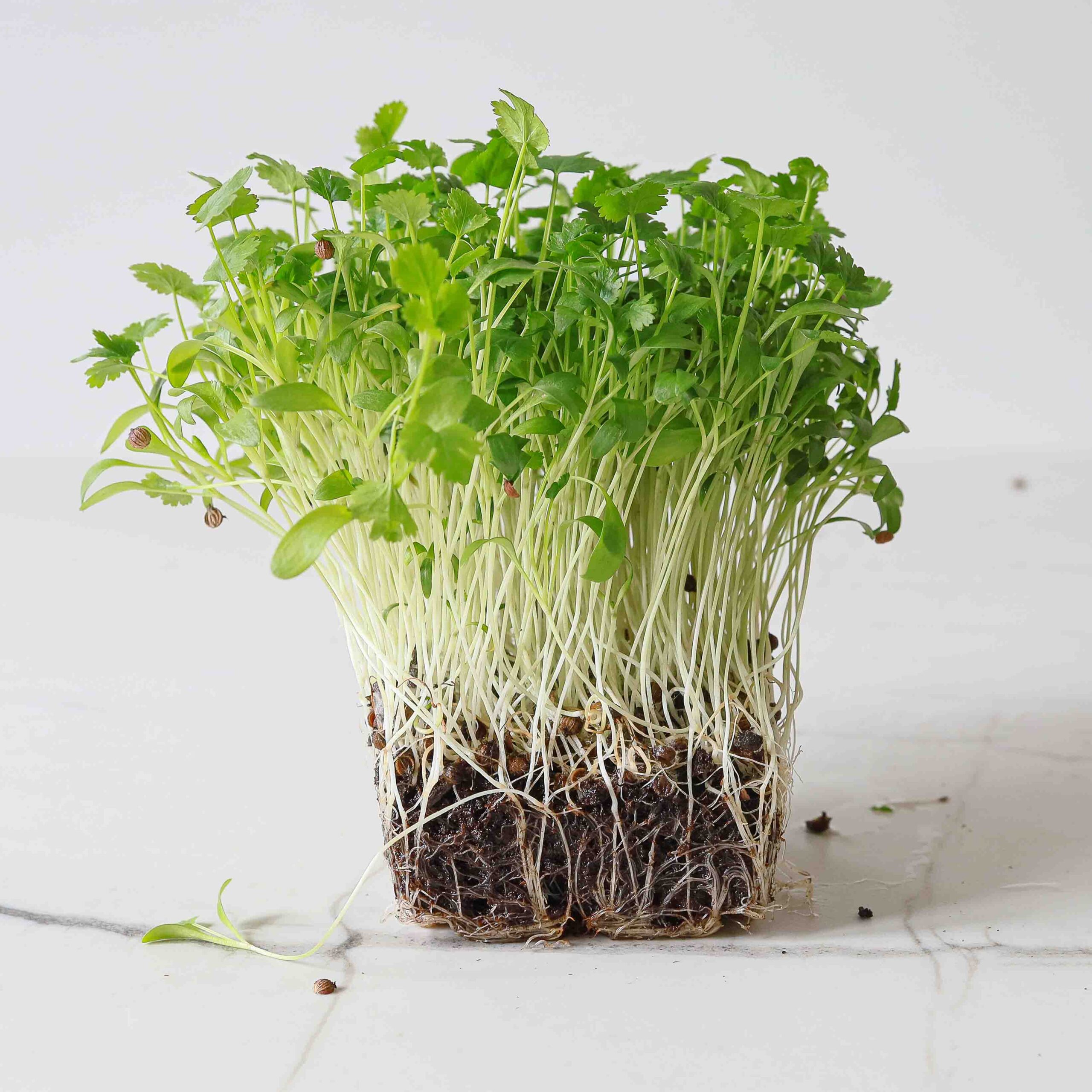 Coriander (Cilantro) Microgreens
