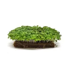 Basil Microgreens (Sweet/Thai)