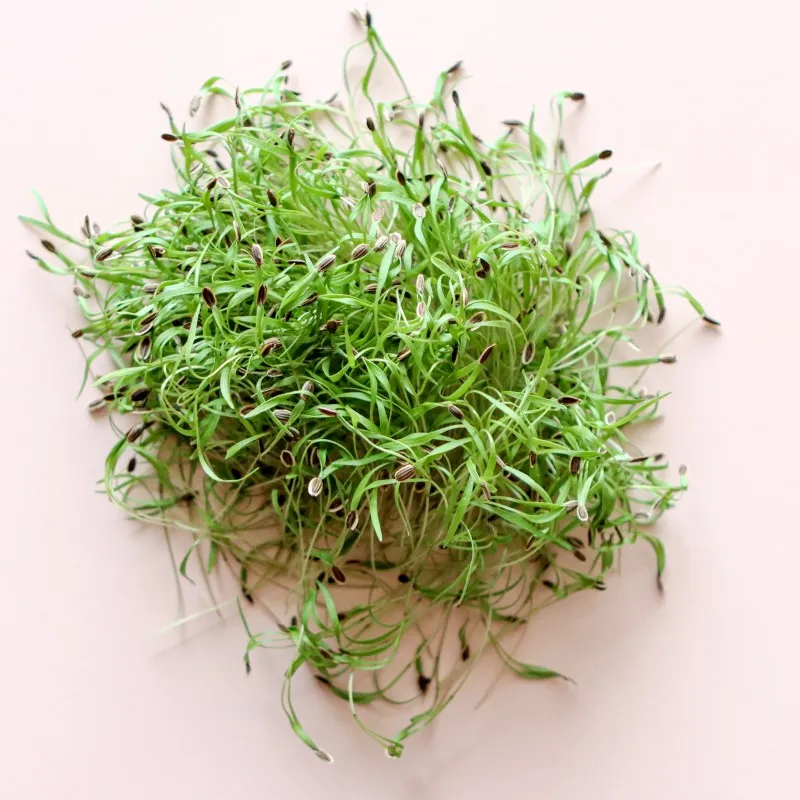 Dill Microgreens