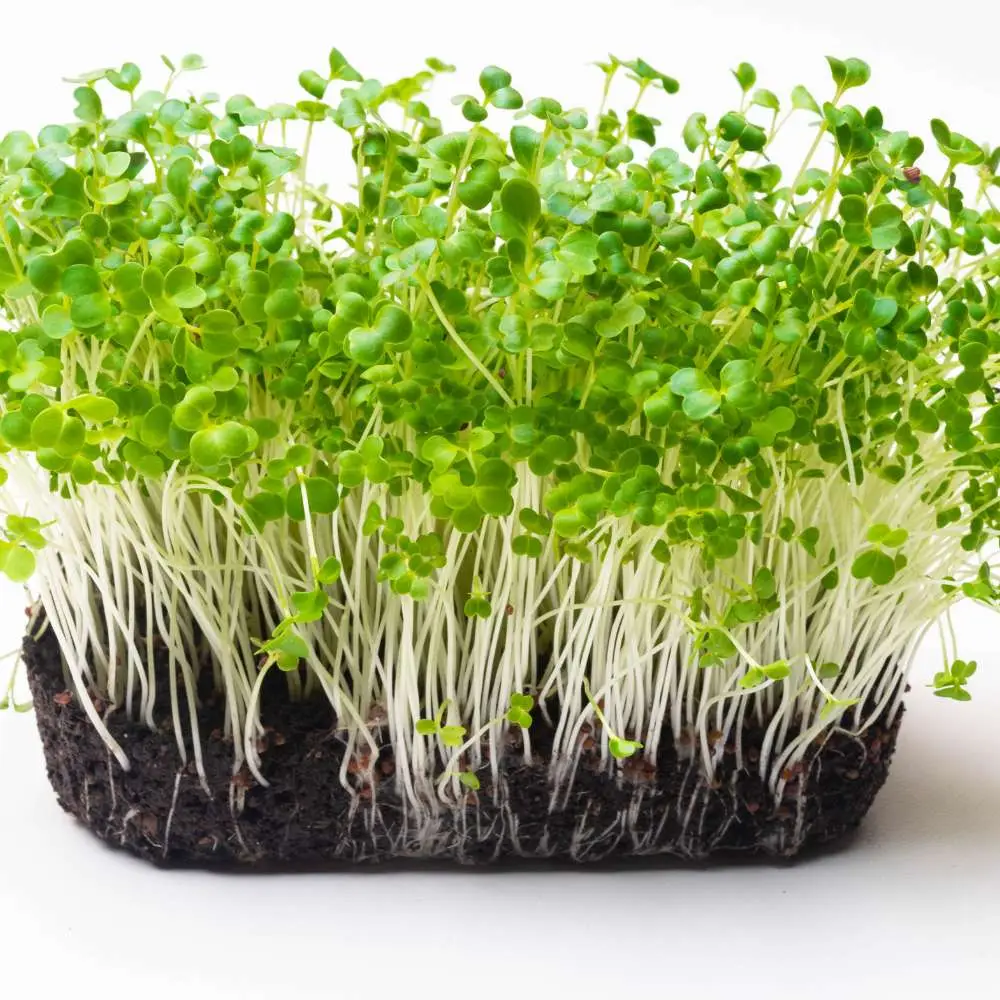 Turnip Microgreens