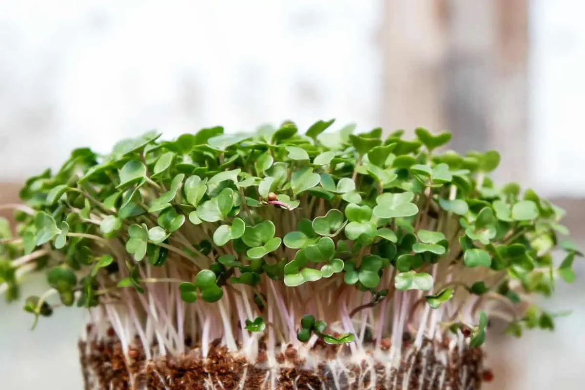 Brussels Sprouts Microgreens