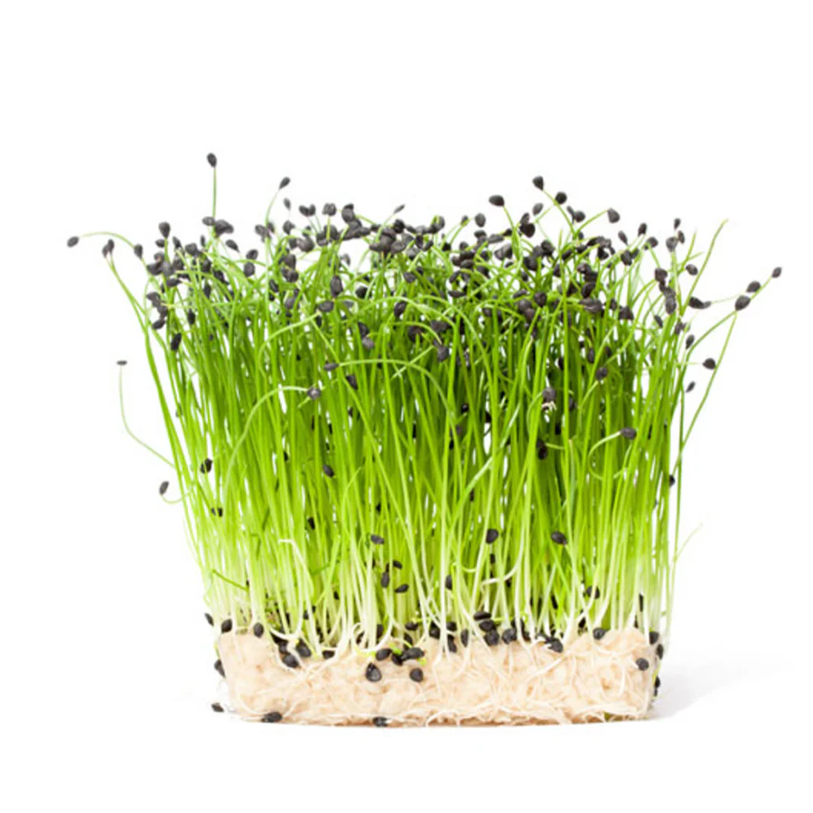 Onion Microgreens