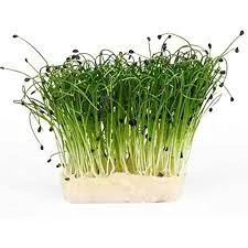 Garlic Chives Microgreens