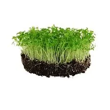 Celery Microgreens