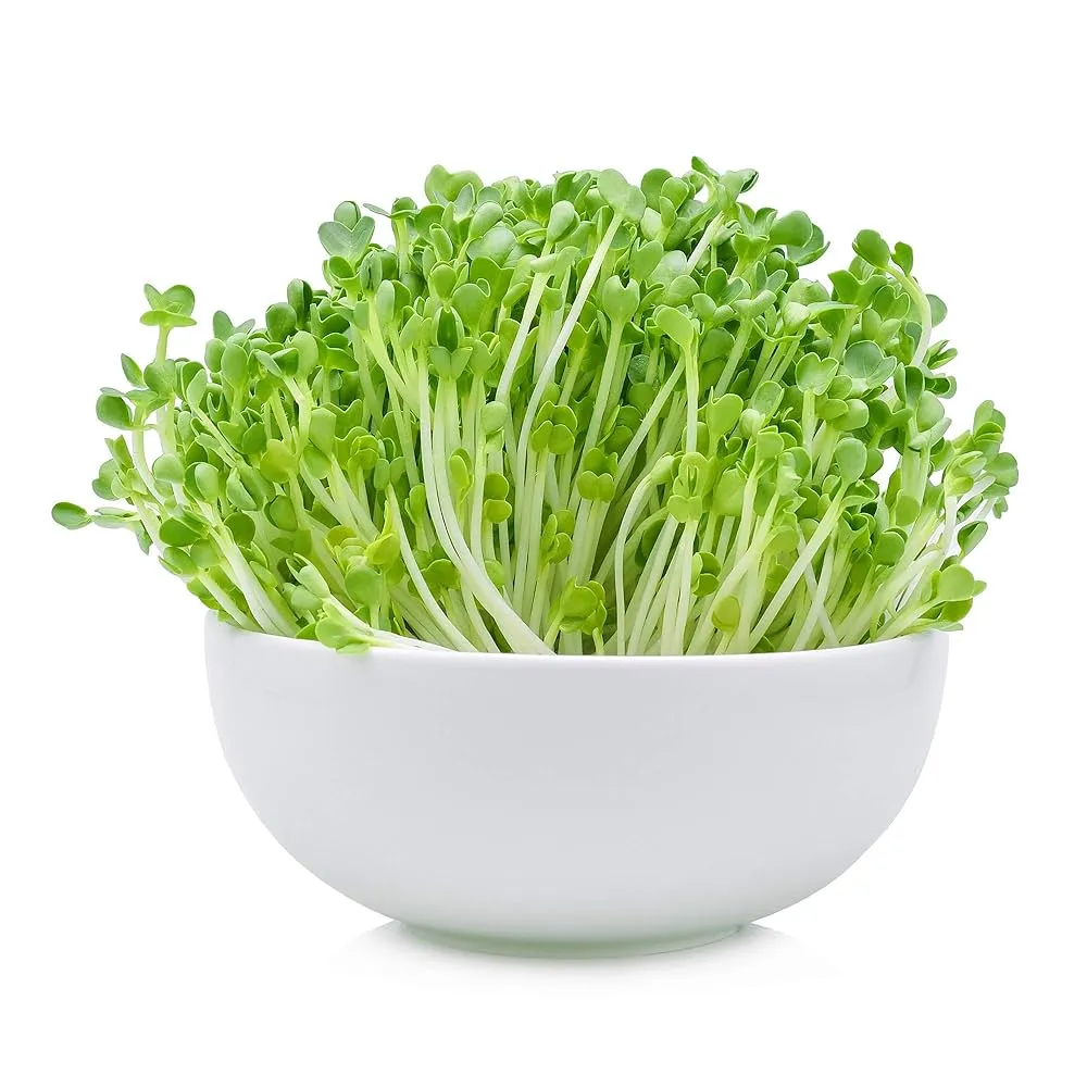 Arugula Microgreens