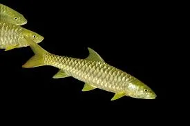 Golden Mahseer
