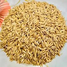Organic Paddy/Rice